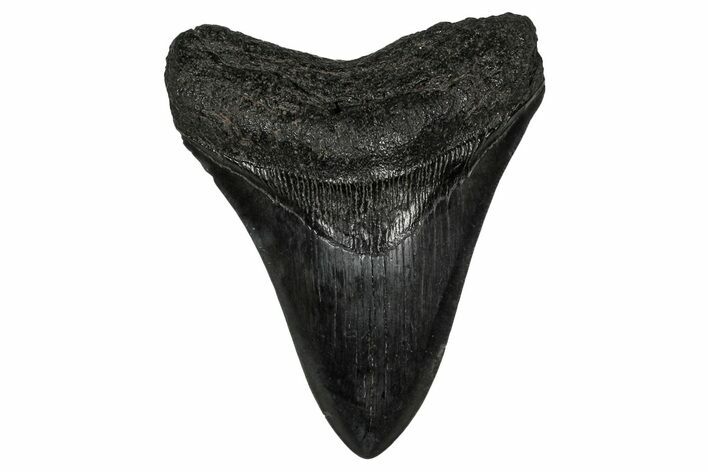 Fossil Megalodon Tooth - South Carolina #340301